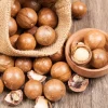 5 Macadamia Nut Tree Seeds - Macadamia Integrifolia - Grow Your Own Nuts - Image 1