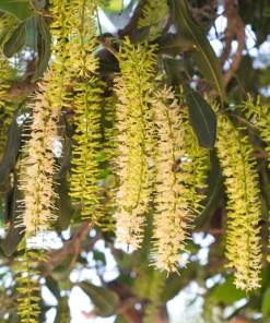 5 Macadamia Nut Tree Seeds - Macadamia Integrifolia - Grow Your Own Nuts - Image 3