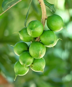 5 Macadamia Nut Tree Seeds - Macadamia Integrifolia - Grow Your Own Nuts - Image 5