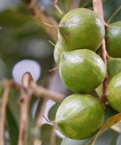 5 Macadamia Nut Tree Seeds - Macadamia Integrifolia - Grow Your Own Nuts - Image 6
