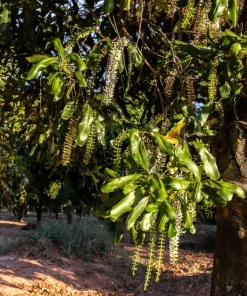 5 Macadamia Nut Tree Seeds - Macadamia Integrifolia - Grow Your Own Nuts - Image 7