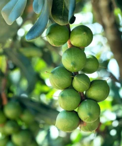 5 Macadamia Nut Tree Seeds - Macadamia Integrifolia - Grow Your Own Nuts - Image 8