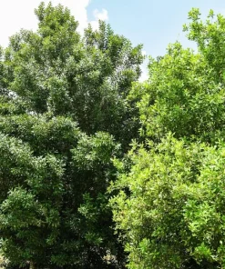 5 Macadamia Nut Tree Seeds - Macadamia Integrifolia - Grow Your Own Nuts - Image 9
