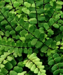 5 Maidenhair Spleenwort Fern Rhizomes - Hardy Outdoor Plant 6-12" Tall - Image 2