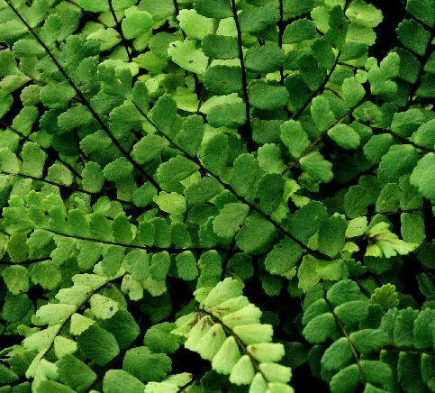 5 Maidenhair Spleenwort Fern Rhizomes - Hardy Outdoor Plant 6-12" Tall - Image 2