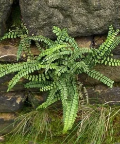 5 Maidenhair Spleenwort Fern Rhizomes - Hardy Outdoor Plant 6-12