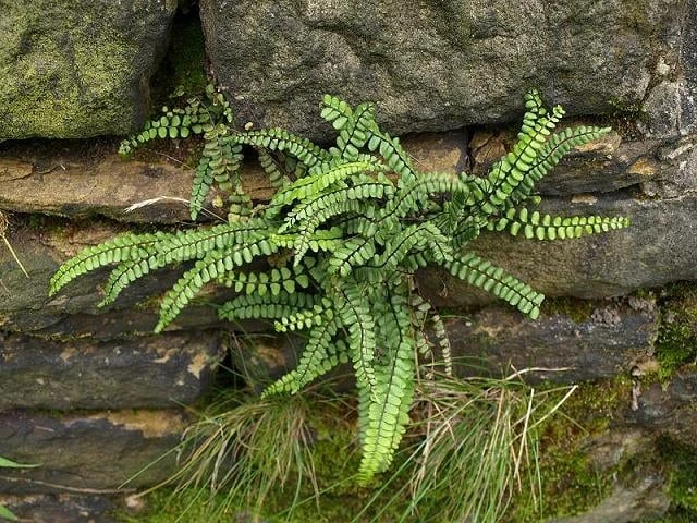 5 Maidenhair Spleenwort Fern Rhizomes - Hardy Outdoor Plant 6-12" Tall - Image 3