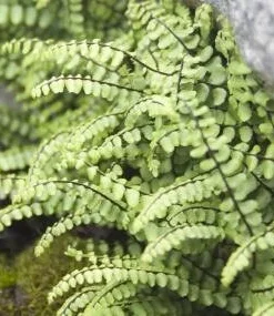 5 Maidenhair Spleenwort Fern Rhizomes - Hardy Outdoor Plant 6-12