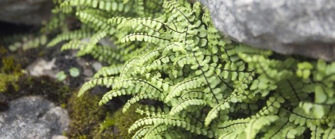 5 Maidenhair Spleenwort Fern Rhizomes - Hardy Outdoor Plant 6-12" Tall - Image 4