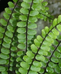 5 Maidenhair Spleenwort Fern Rhizomes - Hardy Outdoor Plant 6-12