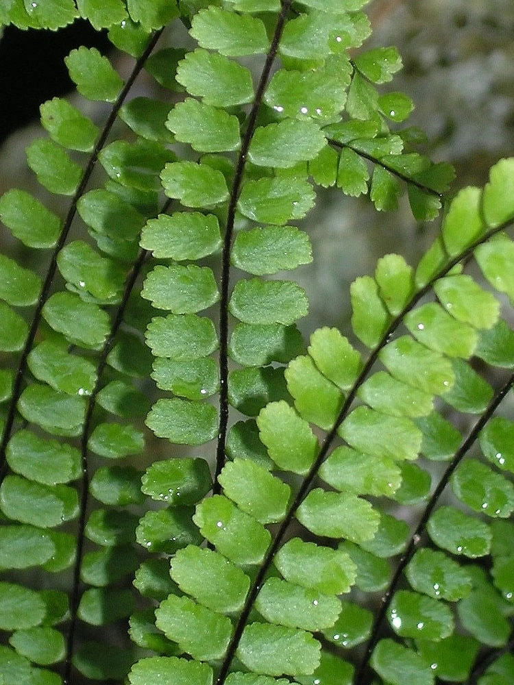 5 Maidenhair Spleenwort Fern Rhizomes - Hardy Outdoor Plant 6-12" Tall - Image 5
