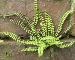 5 Maidenhair Spleenwort Fern Rhizomes - Hardy Outdoor Plant 6-12