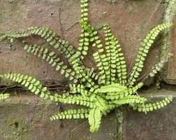 5 Maidenhair Spleenwort Fern Rhizomes - Hardy Outdoor Plant 6-12" Tall - Image 6