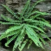 5 Maidenhair Spleenwort Fern Rhizomes - Hardy Outdoor Plant 6-12" Tall - Image 1