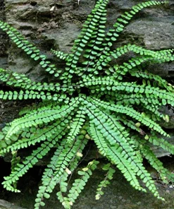 5 Maidenhair Spleenwort Fern Rhizomes - Hardy Outdoor Plant 6-12" Tall - Image 1