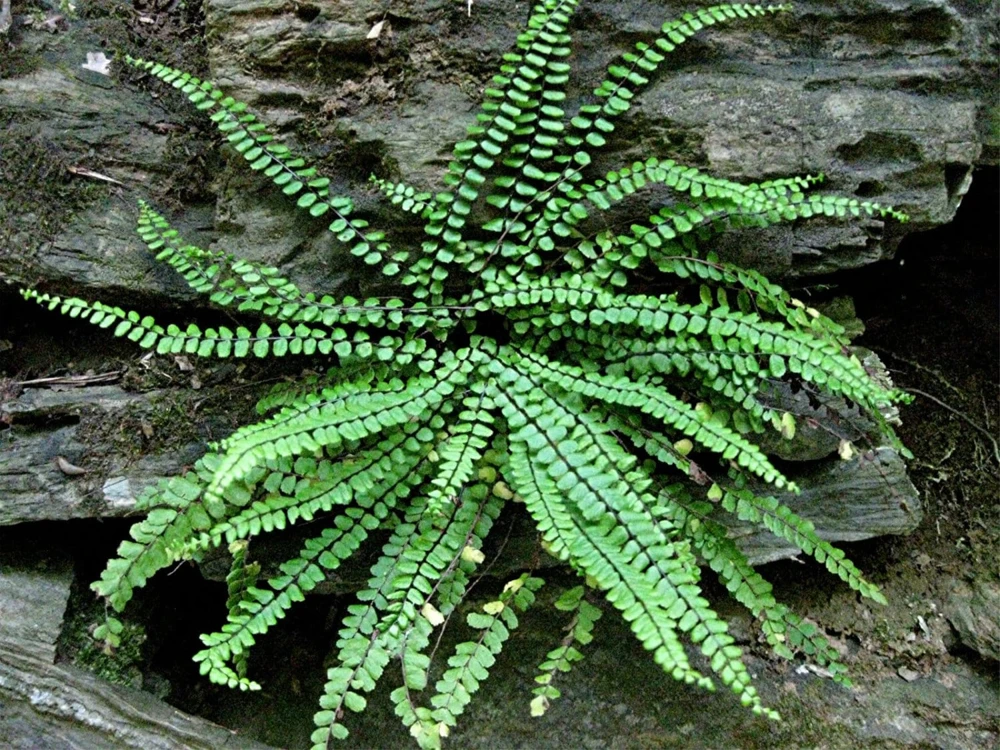 5 Maidenhair Spleenwort Fern Rhizomes - Hardy Outdoor Plant 6-12" Tall - Image 1