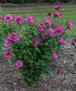 5 Mixed Rose of Sharon Variety Pack Live Plants - 8-12in Potted Althea Hibiscus - Image 5