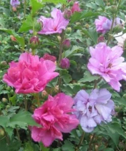 5 Mixed Rose of Sharon Variety Pack Live Plants - 8-12in Potted Althea Hibiscus - Image 6