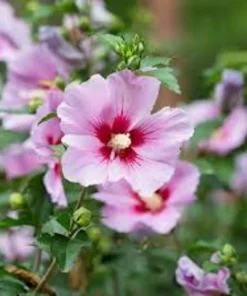 5 Mixed Rose of Sharon Variety Pack Live Plants - 8-12in Potted Althea Hibiscus - Image 7