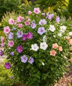 5 Mixed Rose of Sharon Variety Pack Live Plants - 8-12in Potted Althea Hibiscus - Image 1