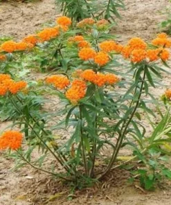 5 Orange Butterfly Weed Roots - Asclepias Tuberosa Live Bare Roots for Monarchs - Image 2