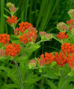 5 Orange Butterfly Weed Roots - Asclepias Tuberosa Live Bare Roots for Monarchs - Image 4