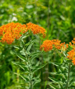 5 Orange Butterfly Weed Roots - Asclepias Tuberosa Live Bare Roots for Monarchs - Image 5
