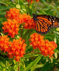 5 Orange Butterfly Weed Roots - Asclepias Tuberosa Live Bare Roots for Monarchs - Image 1