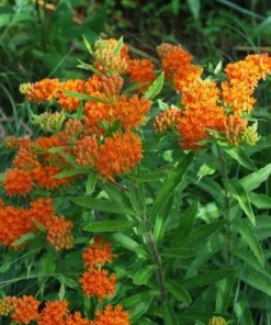 5 Orange Butterfly Weed Roots - Asclepias Tuberosa Live Bare Roots for Monarchs - Image 6