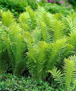 5 Ostrich Fern Bare Root Rhizomes - Shade Plant, Zones 3-7 - Image 2