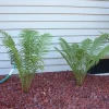5 Ostrich Fern Bare Root Rhizomes - Shade Plant, Zones 3-7 - Image 1