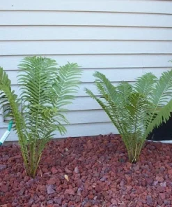5 Ostrich Fern Bare Root Rhizomes - Shade Plant, Zones 3-7 - Image 1