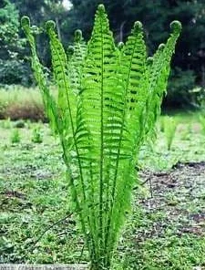 5 Ostrich Fern Bare Root Rhizomes - Shade Plant, Zones 3-7 - Image 3