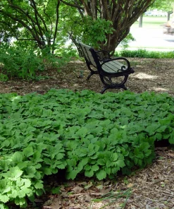 5 Pachysandra procumbens Roots - Allegheny Spurge Live Plant Groundcover - Image 2