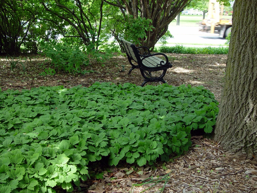 5 Pachysandra procumbens Roots - Allegheny Spurge Live Plant Groundcover - Image 2