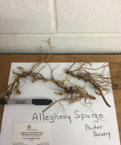 5 Pachysandra procumbens Roots - Allegheny Spurge Live Plant Groundcover - Image 3