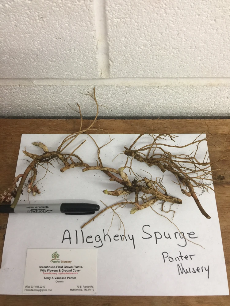 5 Pachysandra procumbens Roots - Allegheny Spurge Live Plant Groundcover - Image 3
