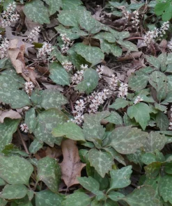 5 Pachysandra procumbens Roots - Allegheny Spurge Live Plant Groundcover - Image 4