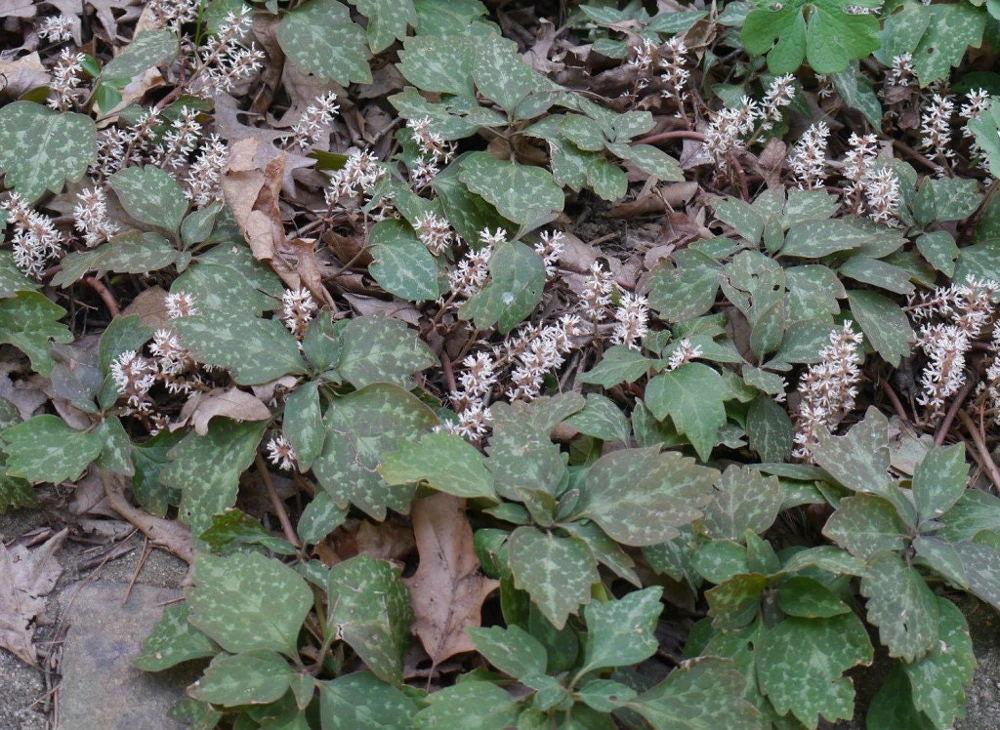 5 Pachysandra procumbens Roots - Allegheny Spurge Live Plant Groundcover - Image 4