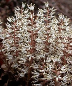 5 Pachysandra procumbens Roots - Allegheny Spurge Live Plant Groundcover - Image 5