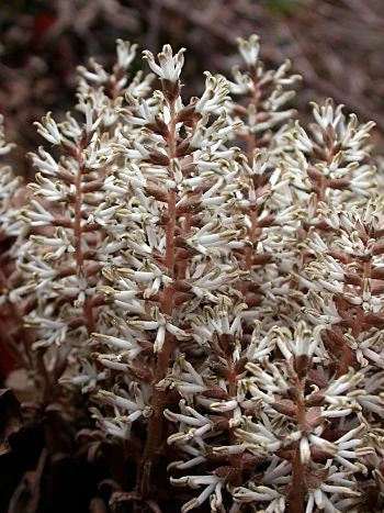 5 Pachysandra procumbens Roots - Allegheny Spurge Live Plant Groundcover - Image 5
