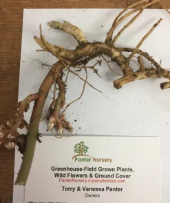 5 Pachysandra procumbens Roots - Allegheny Spurge Live Plant Groundcover - Image 6