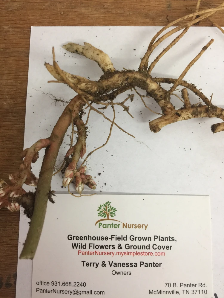 5 Pachysandra procumbens Roots - Allegheny Spurge Live Plant Groundcover - Image 6