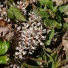 5 Pachysandra procumbens Roots - Allegheny Spurge Live Plant Groundcover - Image 1