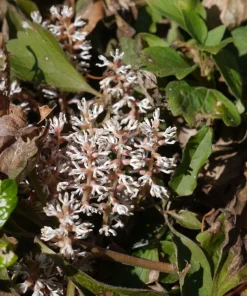 5 Pachysandra procumbens Roots - Allegheny Spurge Live Plant Groundcover - Image 1