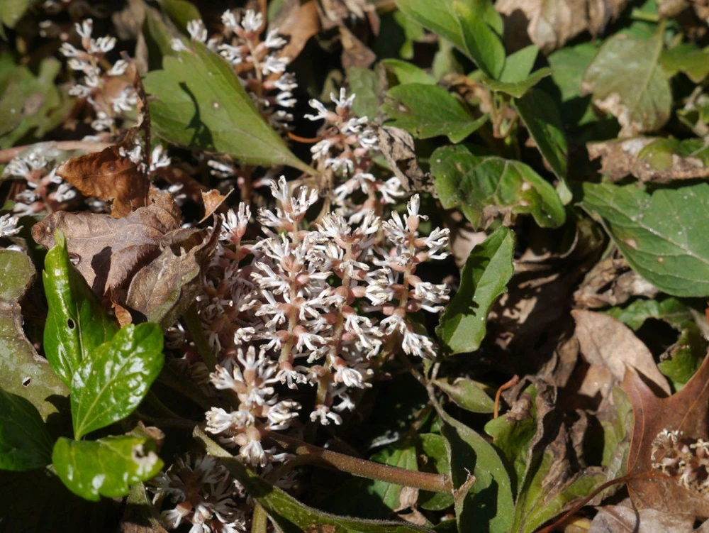 5 Pachysandra procumbens Roots - Allegheny Spurge Live Plant Groundcover - Image 1