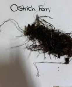 5 Pack Ostrich Fern Bare Root Plants - Hardy Shade Perennial Woodland Garden - Image 2