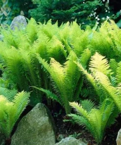 5 Pack Ostrich Fern Bare Root Plants - Hardy Shade Perennial Woodland Garden - Image 3