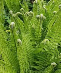 5 Pack Ostrich Fern Bare Root Plants - Hardy Shade Perennial Woodland Garden - Image 4