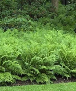 5 Pack Ostrich Fern Bare Root Plants - Hardy Shade Perennial Woodland Garden - Image 6